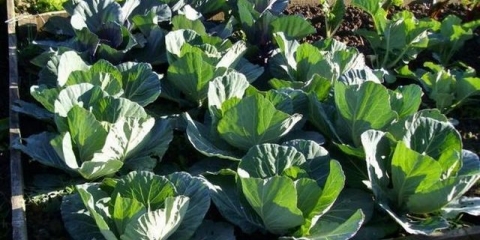 Koliko često zalijevati kupus